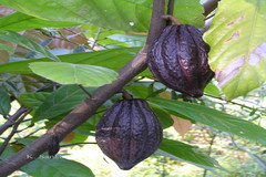 Theobroma cacao